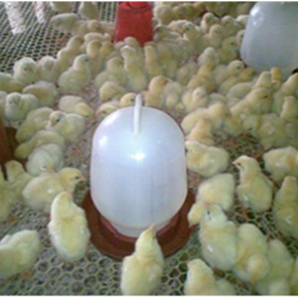 鸡鸭养殖网孔径1-3cm